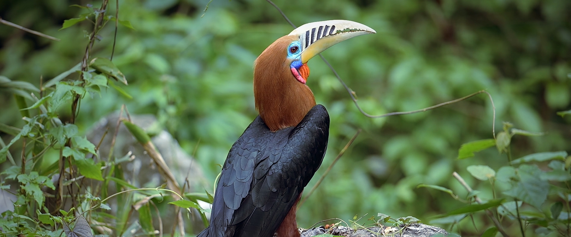 A dramatic sunset over a marshland, where patches of tall green grass and dark water reflect the cloudy sky and orange glow of the sun, hinting at the hidden life beneath the tranquil surface.